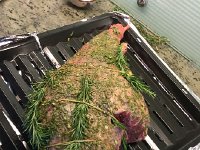 2017-04-16 12-02-18 b014d7f8  tied up and ready to roast